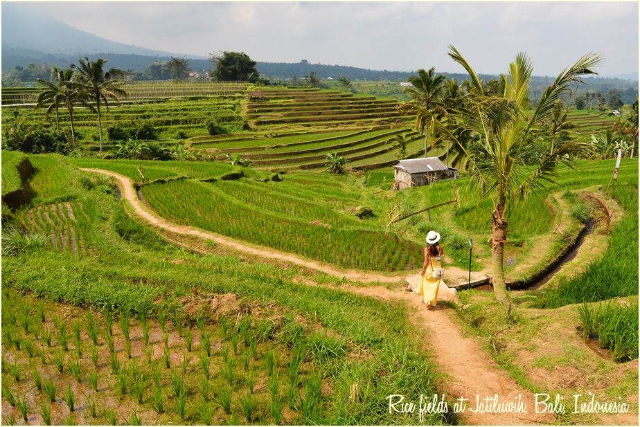 Rice_fields_at_Jatiluwih__Bali,_Indonesia-txt-irfan