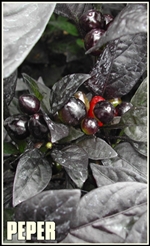 black_pearl_plant-tumb2-re