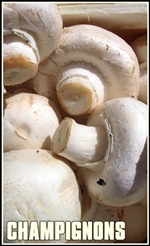 champignons_agaricus-tumb-re