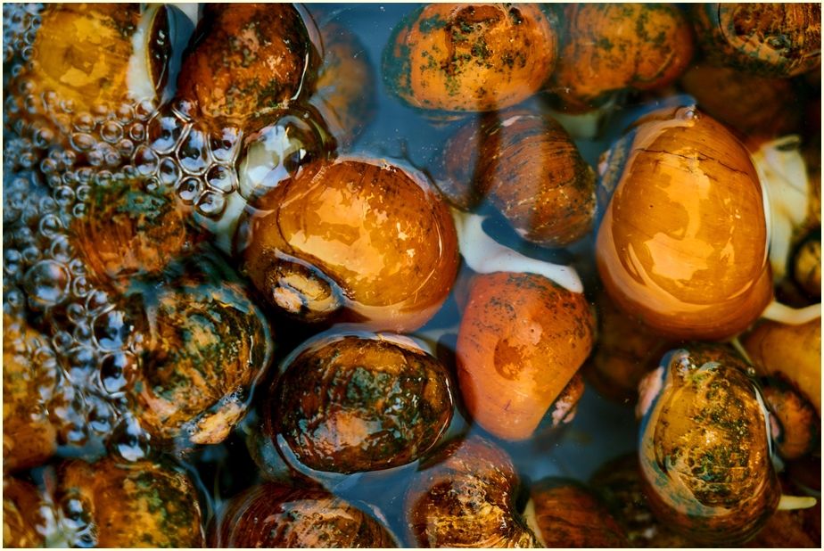 food-2350504_1920-cr-ir