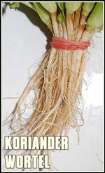 korianderwurzel-thailand_02-tumb-re