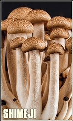 mushroom-389421-tumb-re