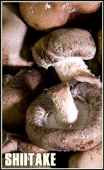 shiitake_(lentinula_edodes)-tumb-re