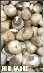 strawmushroom-tumb-re