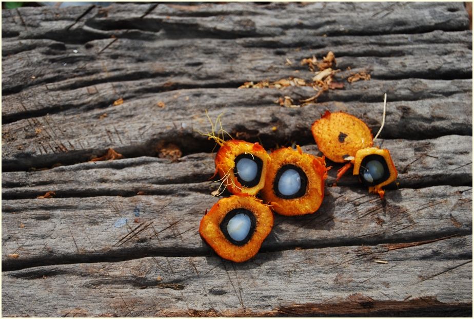 palm-oil-3800603-cr-ir